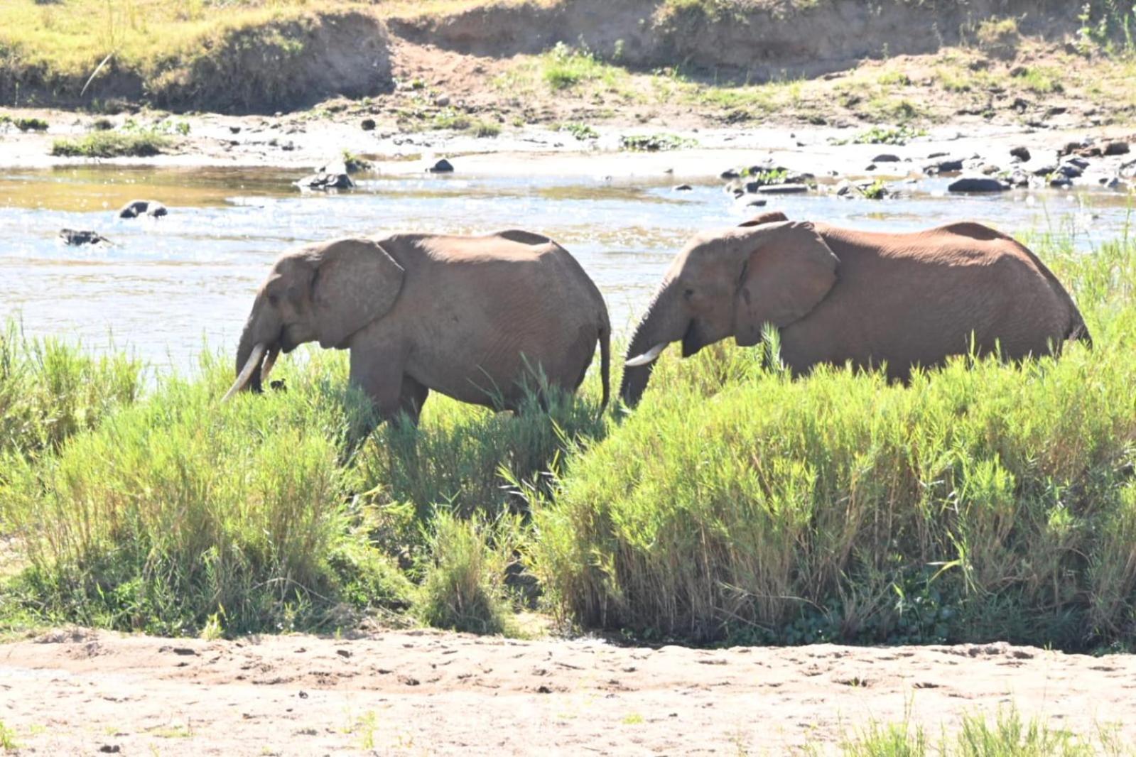 Buckler'S Africa Lodge Kruger Park Komatipoort Ngoại thất bức ảnh